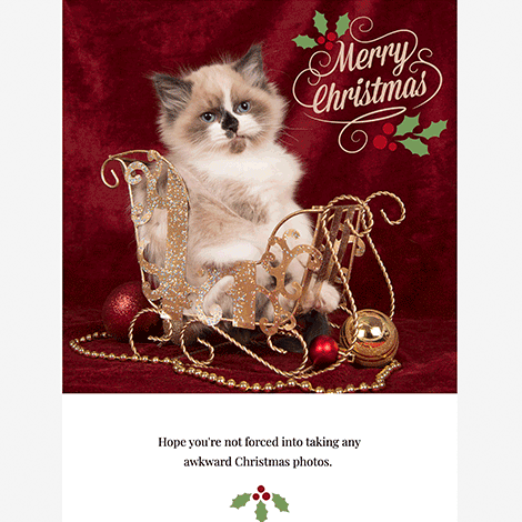 Awkward Christmas Portrait Cat